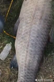 青鱼视频在线观看国产,青鱼视频带你领略国产影视魅力  第1张