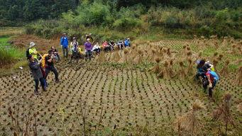 国产野外在线  第2张